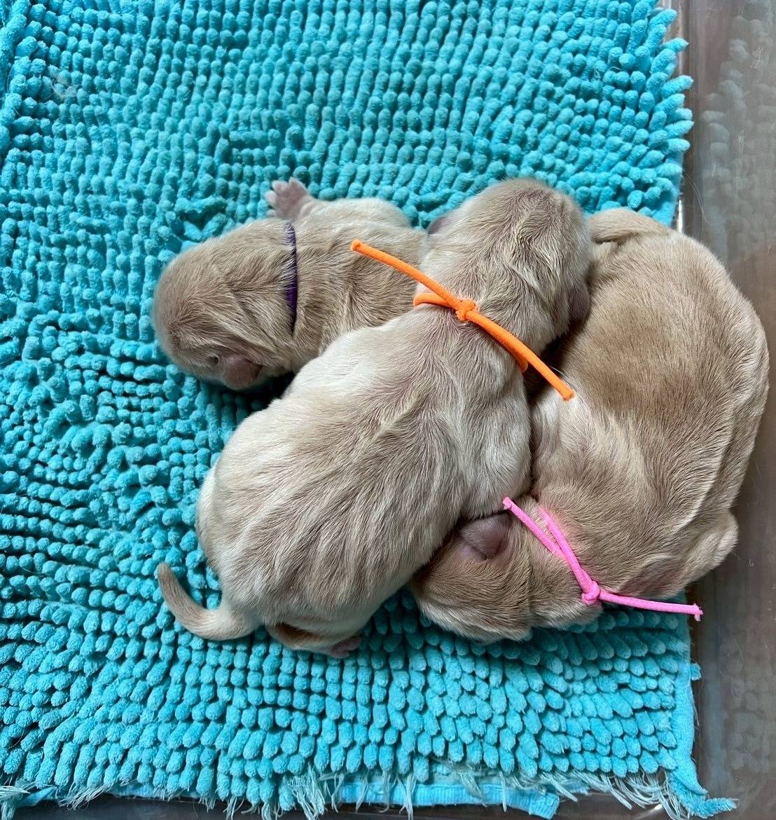 ゴールデンレトリーバーご家族様が決まりました。