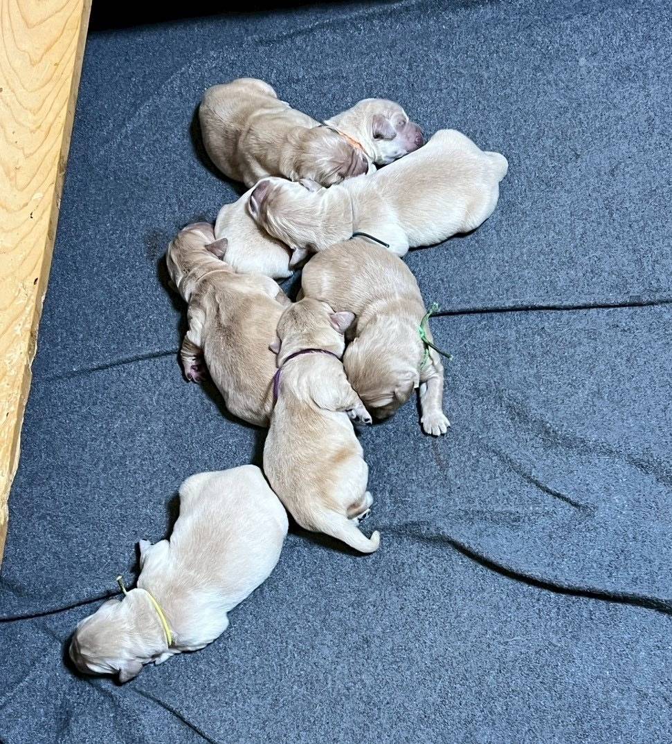 ゴールデンレトリーバーご家族様が決まりました。