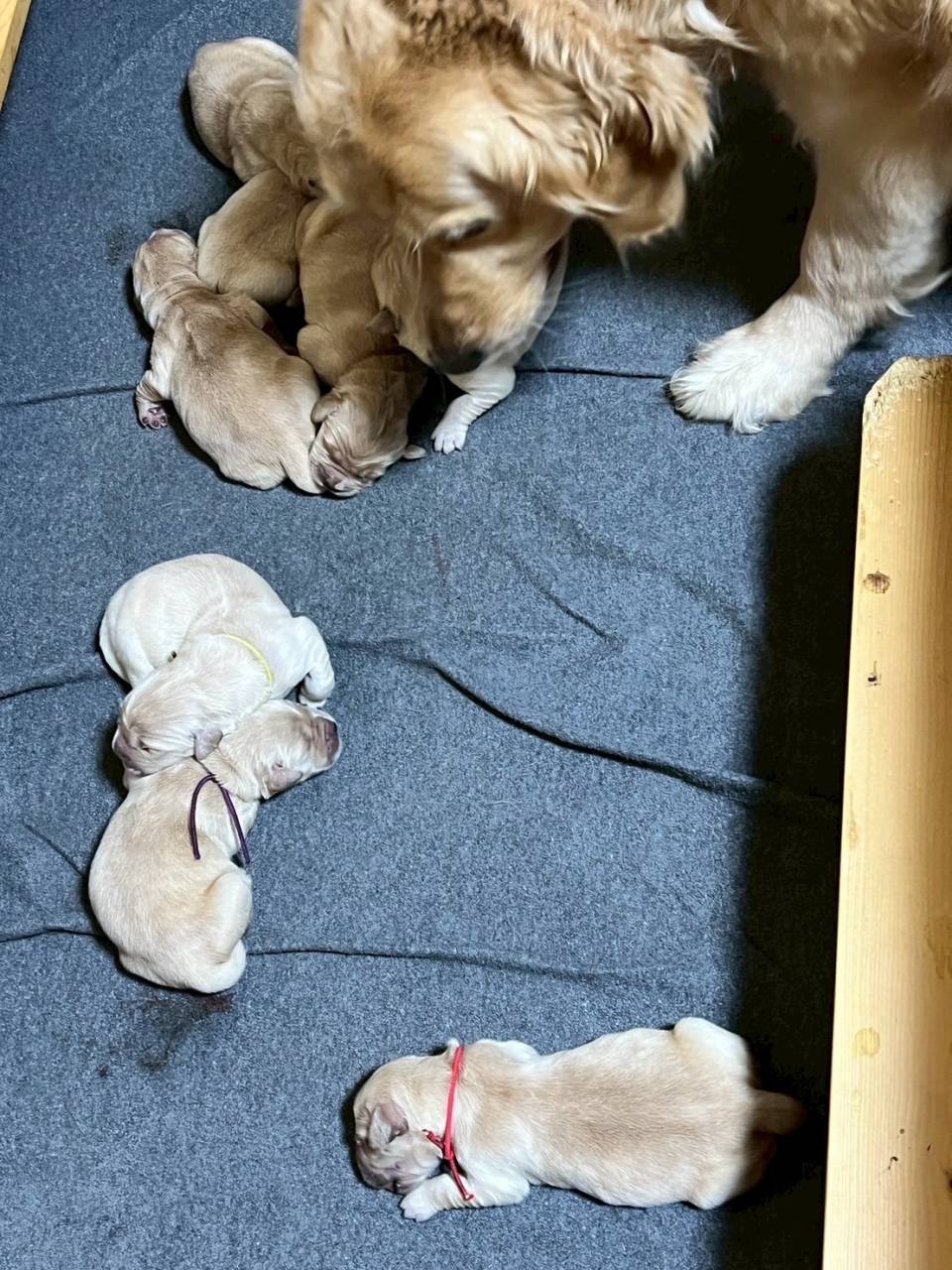 ゴールデンレトリーバーご家族様が決まりました。