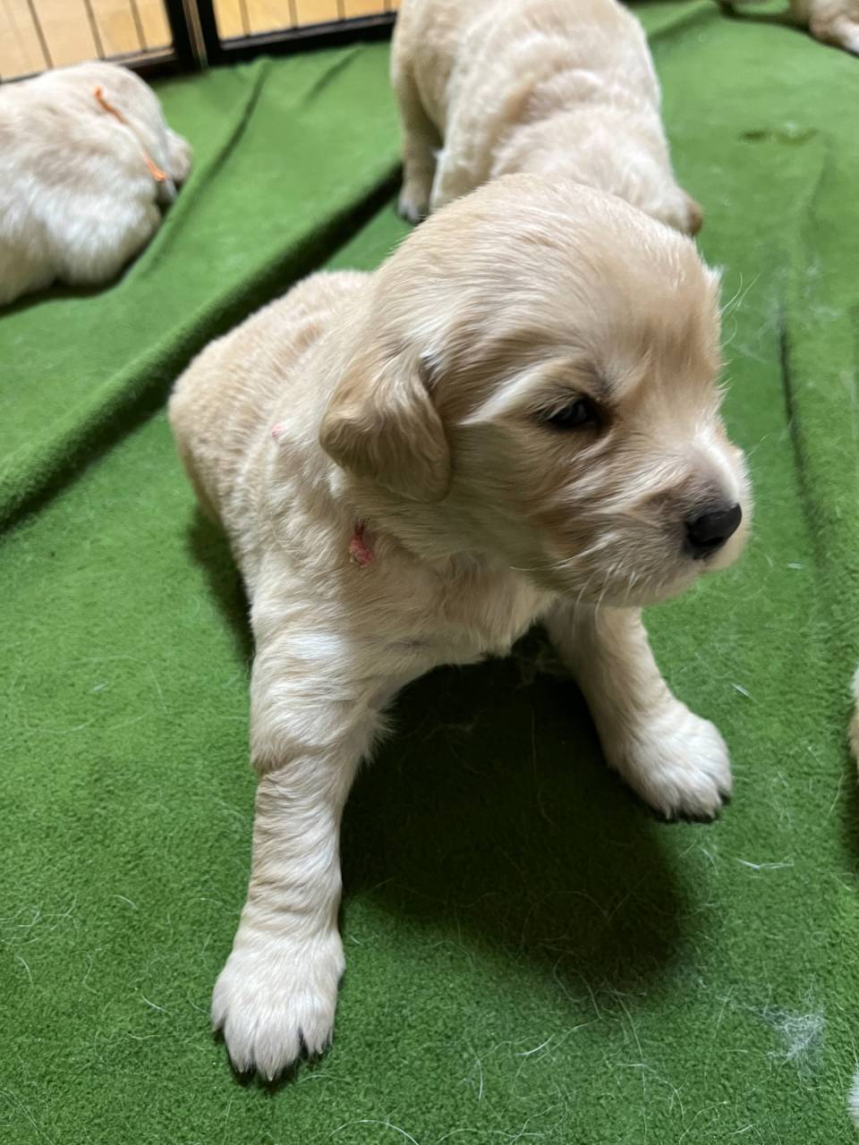 ゴールデンレトリーバーご家族様が決まりました。