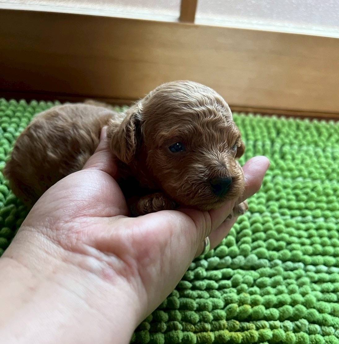 トイプードル　ご家族様が決まりました。