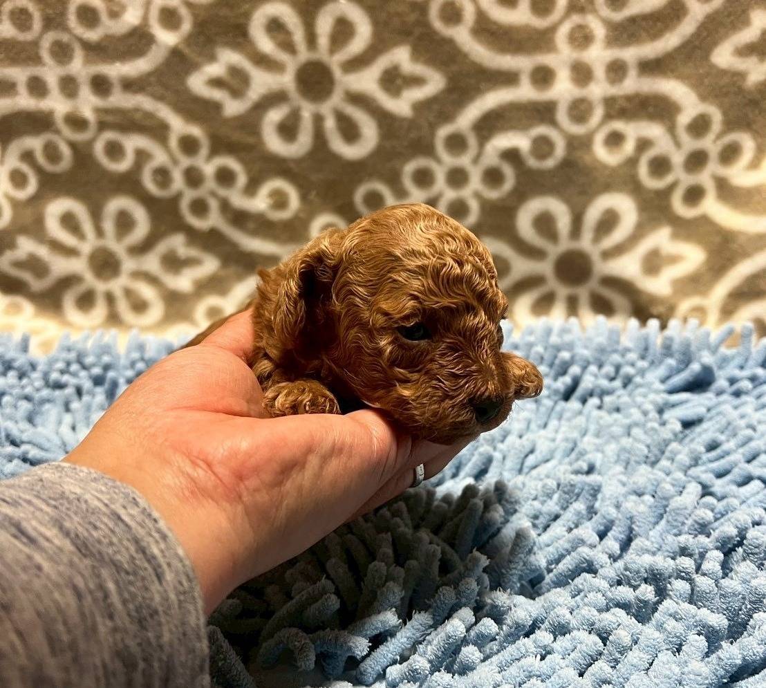 トイプードル　ご家族様が決まりました。