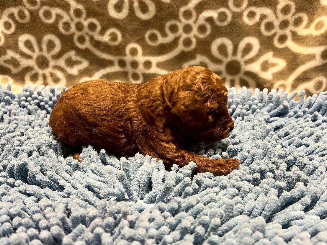 トイプードル　ご家族様が決まりました。