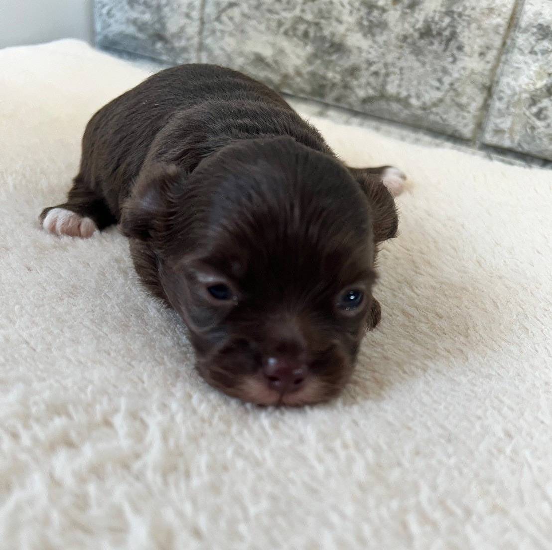 チワプー（チワワ×トイプードル）ご家族様決まりました。