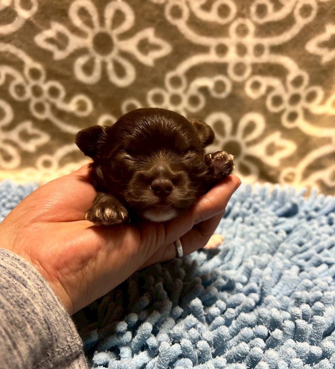 チワプー（チワワ×トイプードル）ご家族様決まりました。