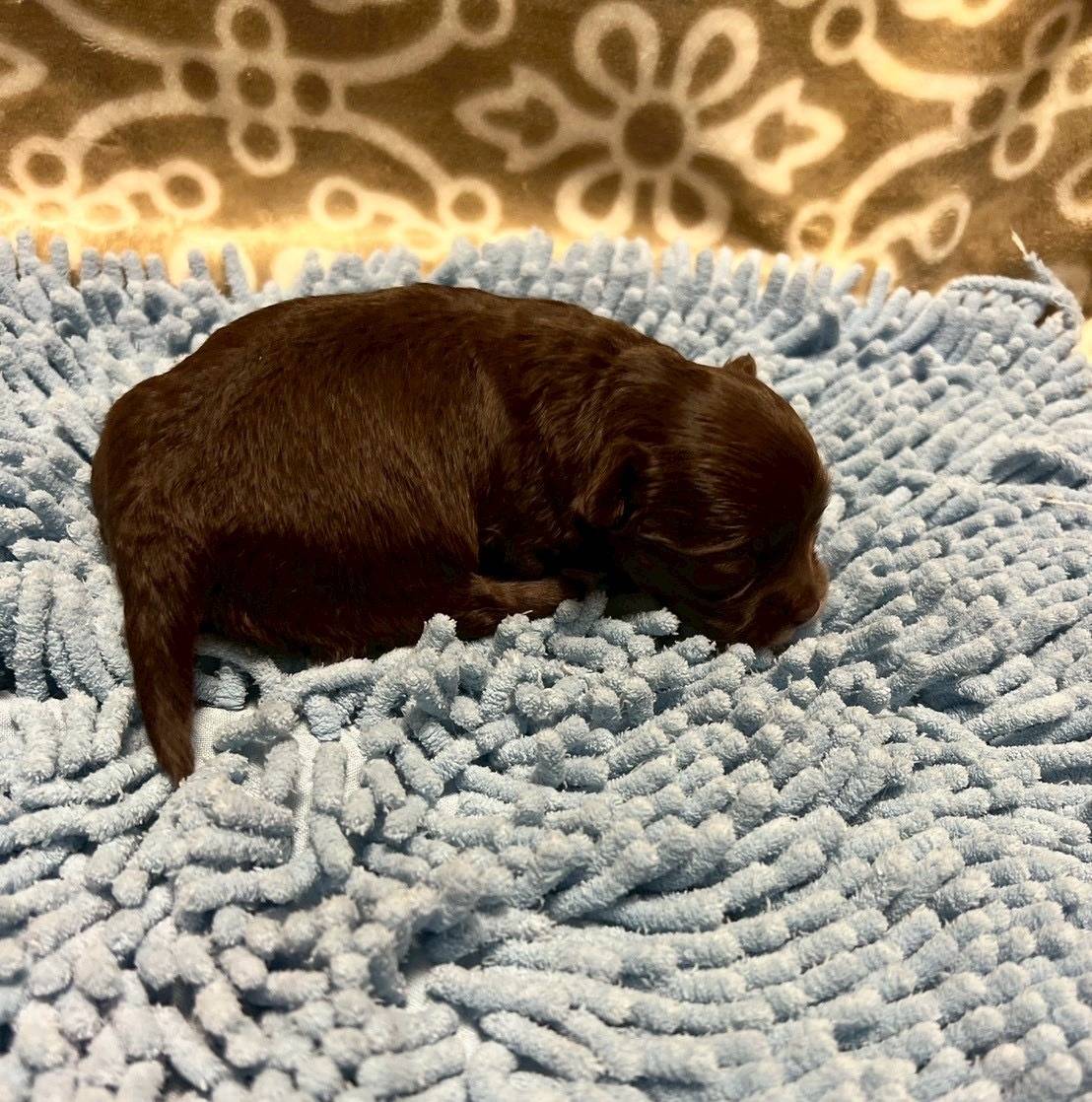 チワプー（チワワ×トイプードル）ご家族様決まりました。