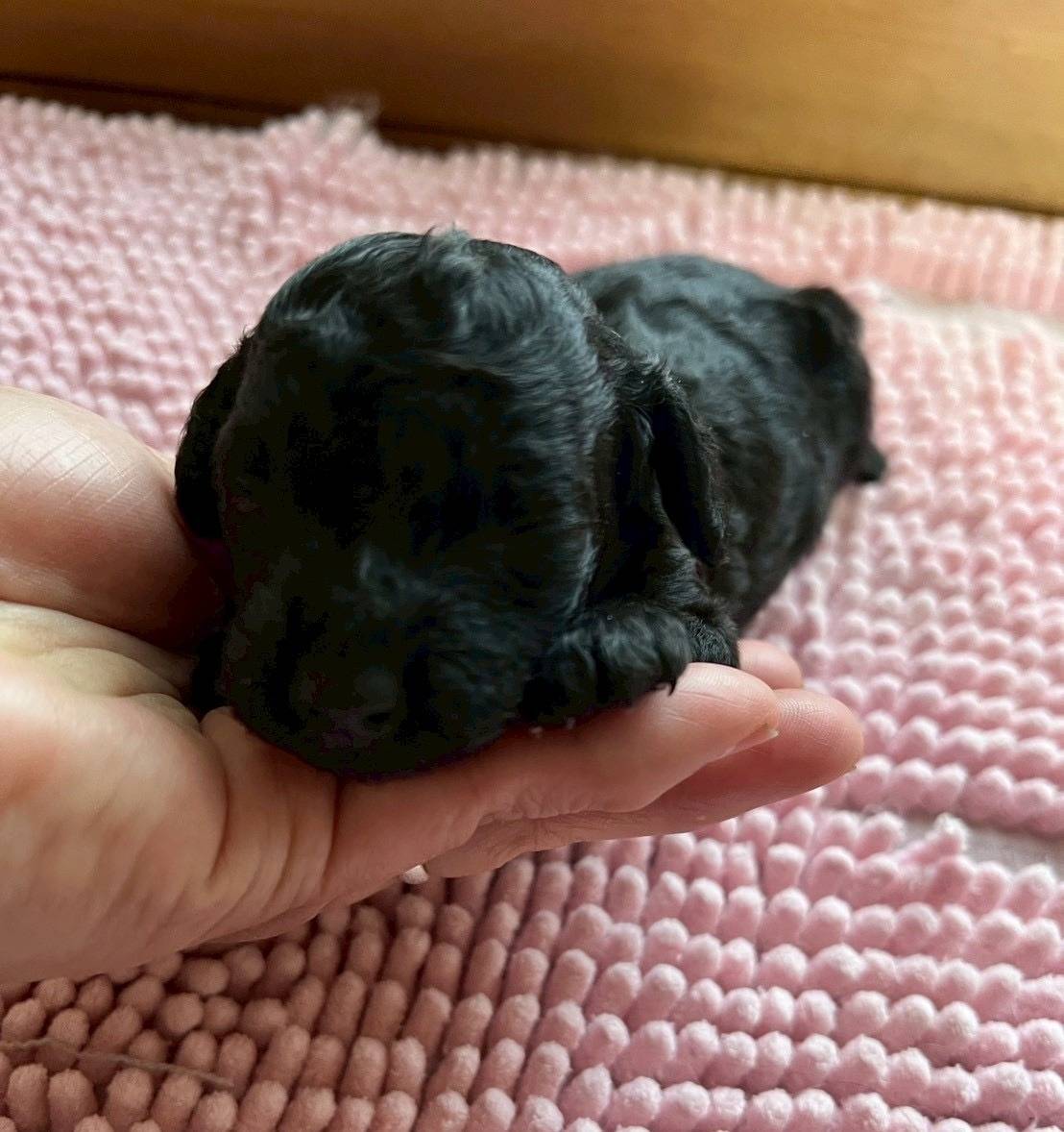 トイプードル　ご家族様が決まりました。