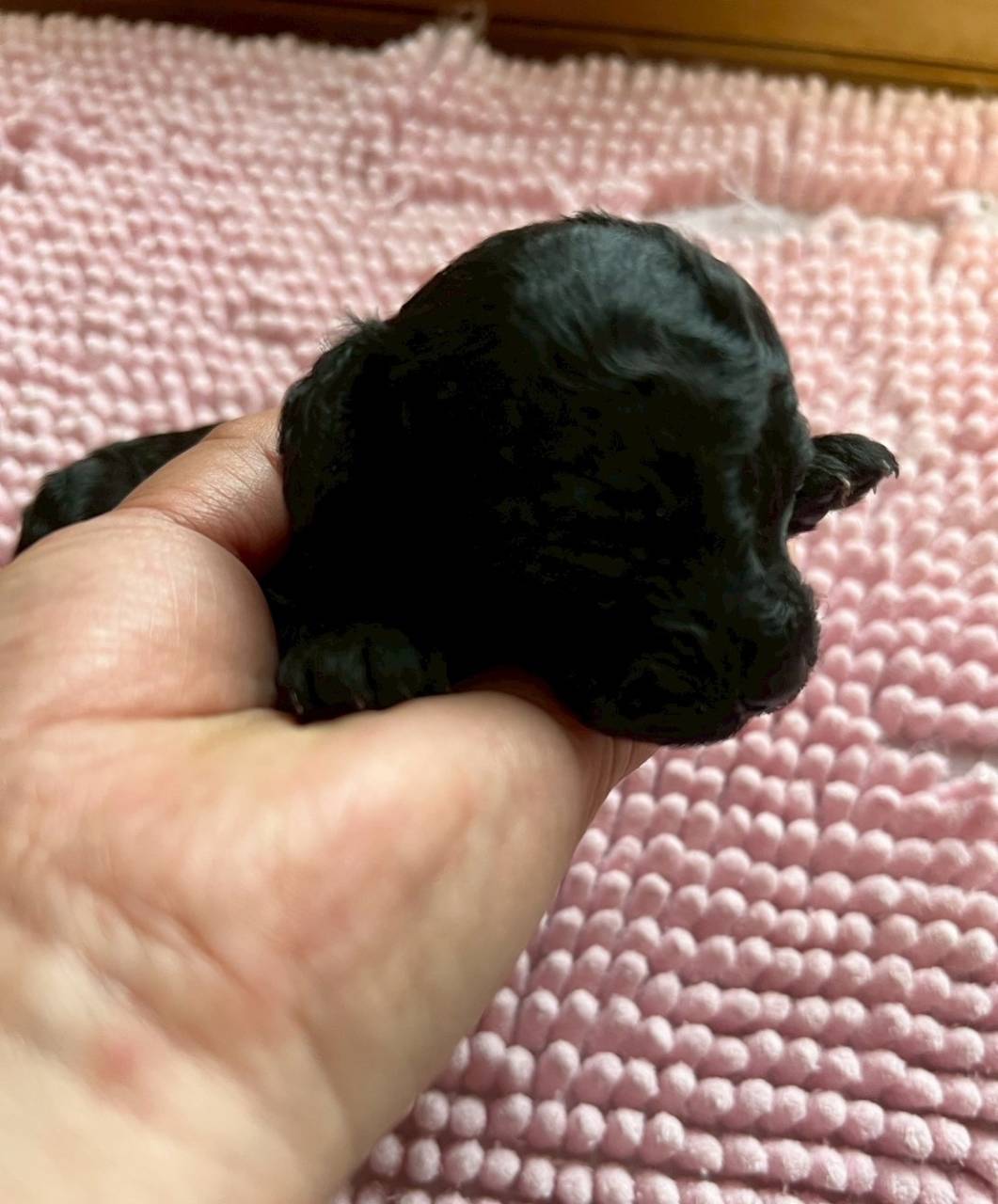 トイプードル　ご家族様が決まりました。