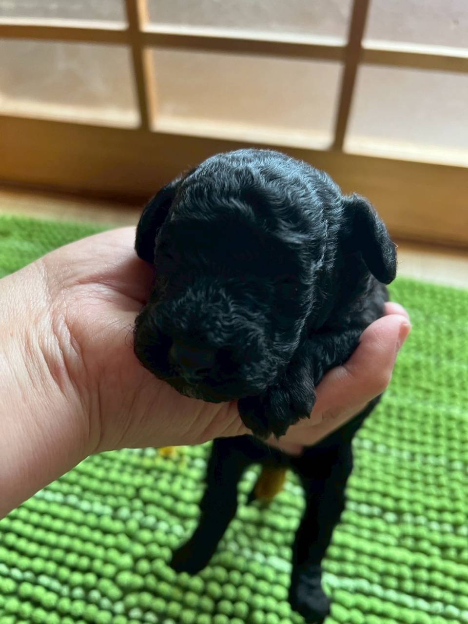 トイプードル　ご家族様が決まりました。