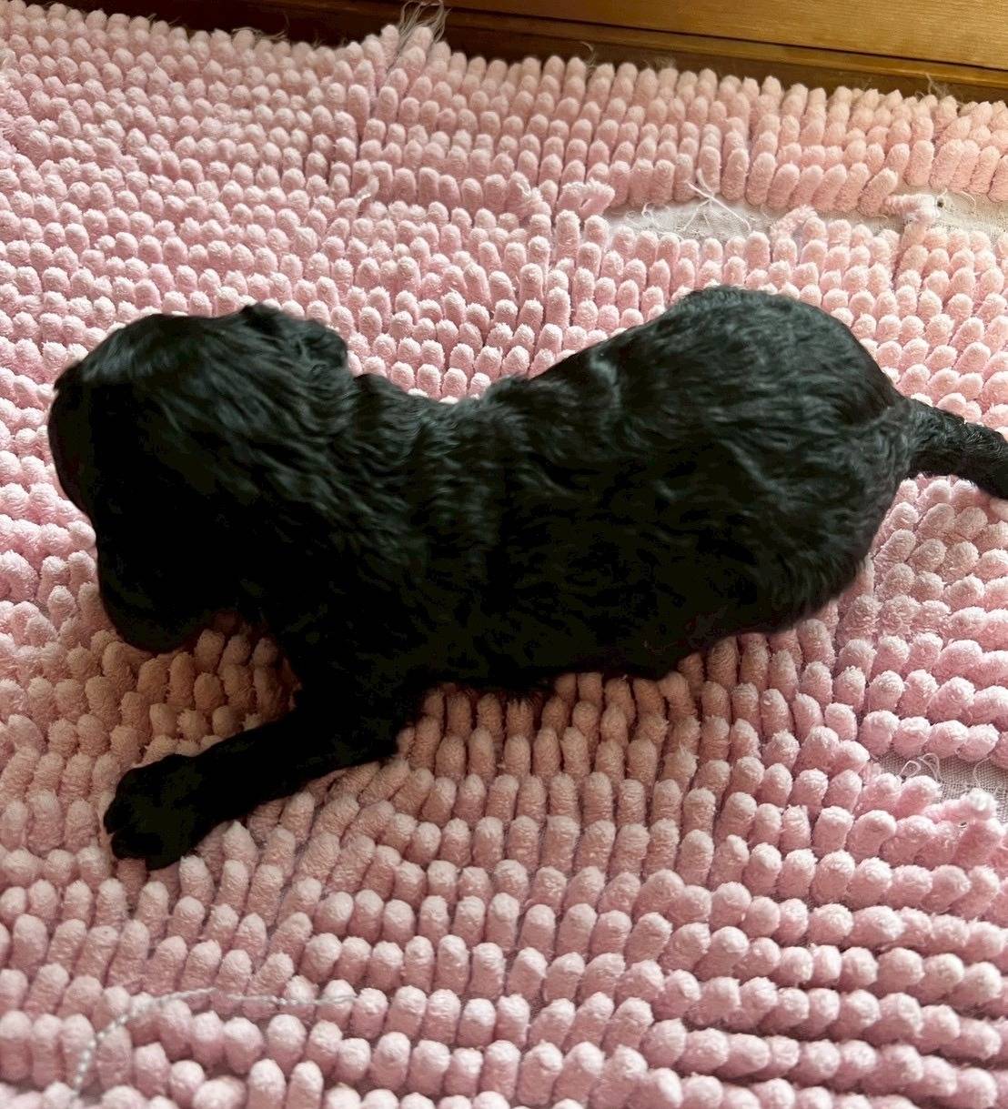 トイプードル　ご家族様が決まりました。