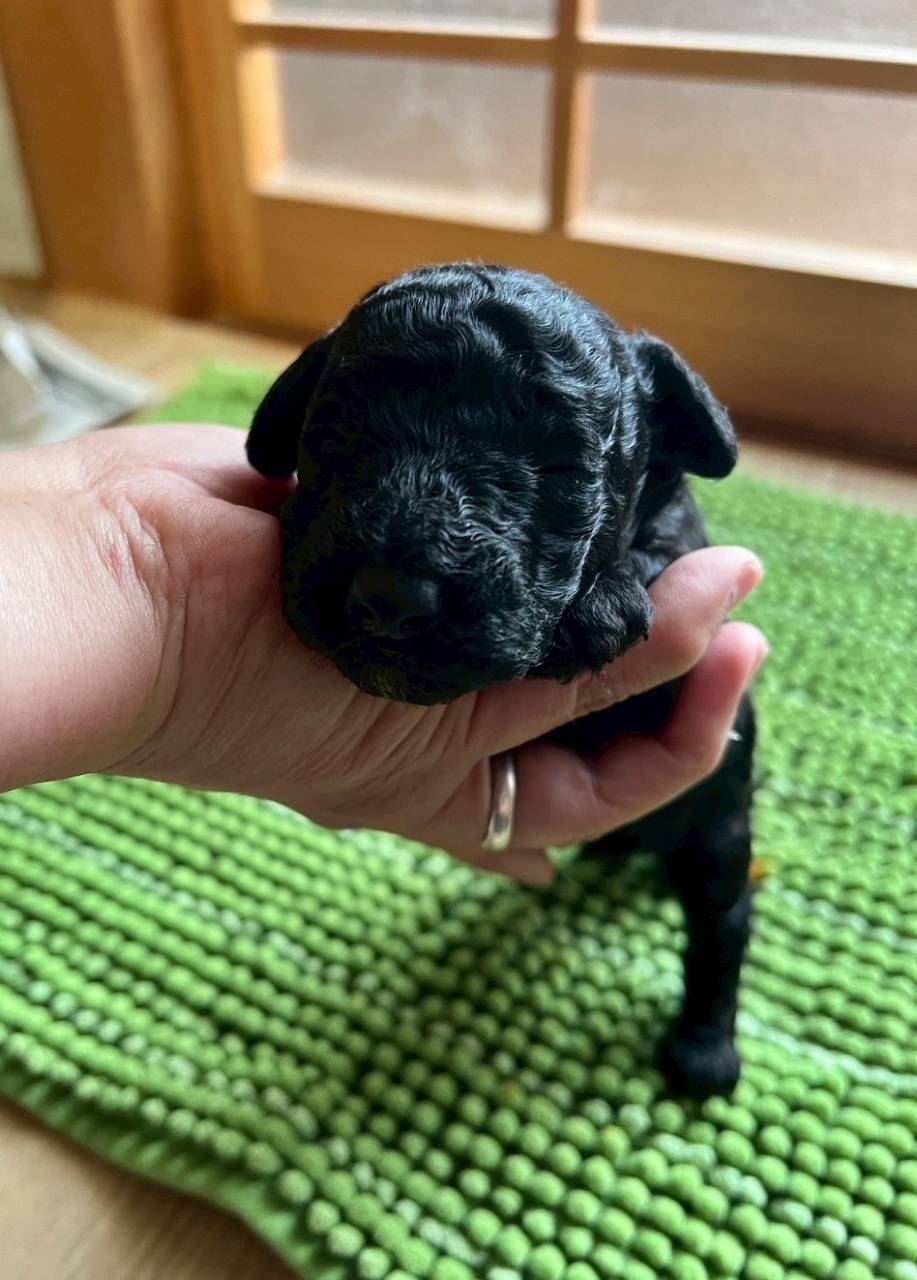 トイプードル　ご家族様が決まりました。