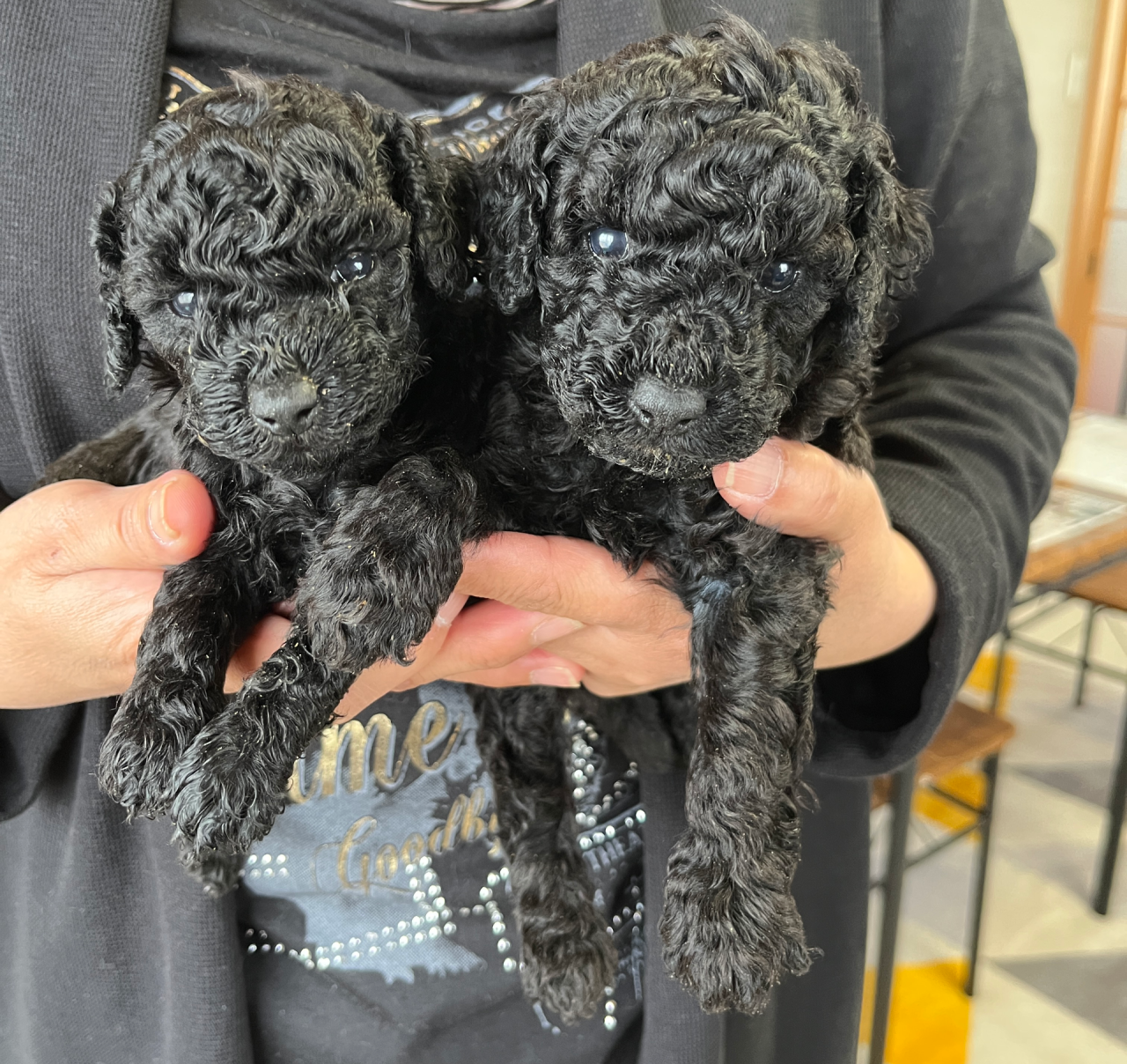 トイプードル　ご家族様が決まりました。