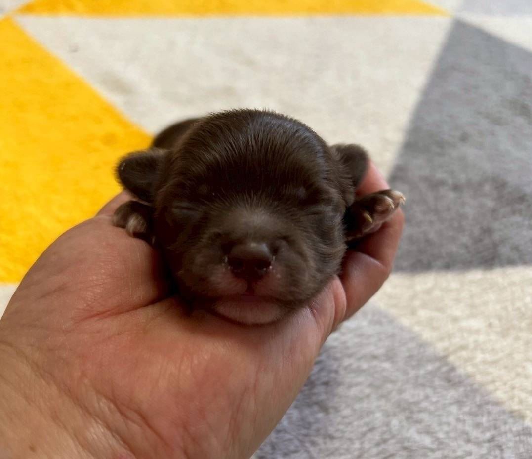 チワプー（チワワ×トイプードル）ご家族様決まりました。