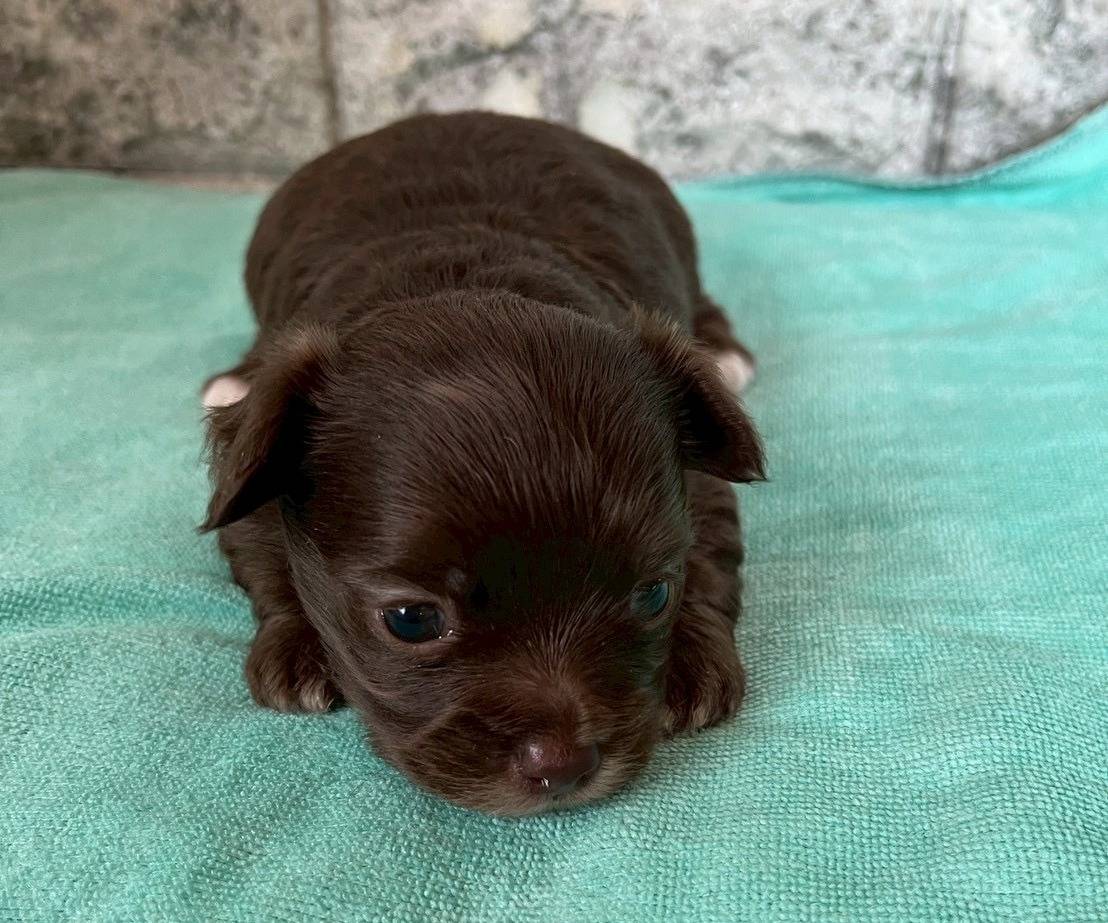 チワプー（チワワ×トイプードル）ご家族様決まりました。