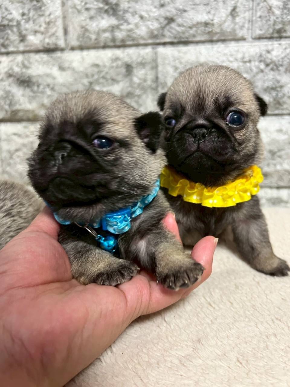 パグ　ご家族様が決まりました。