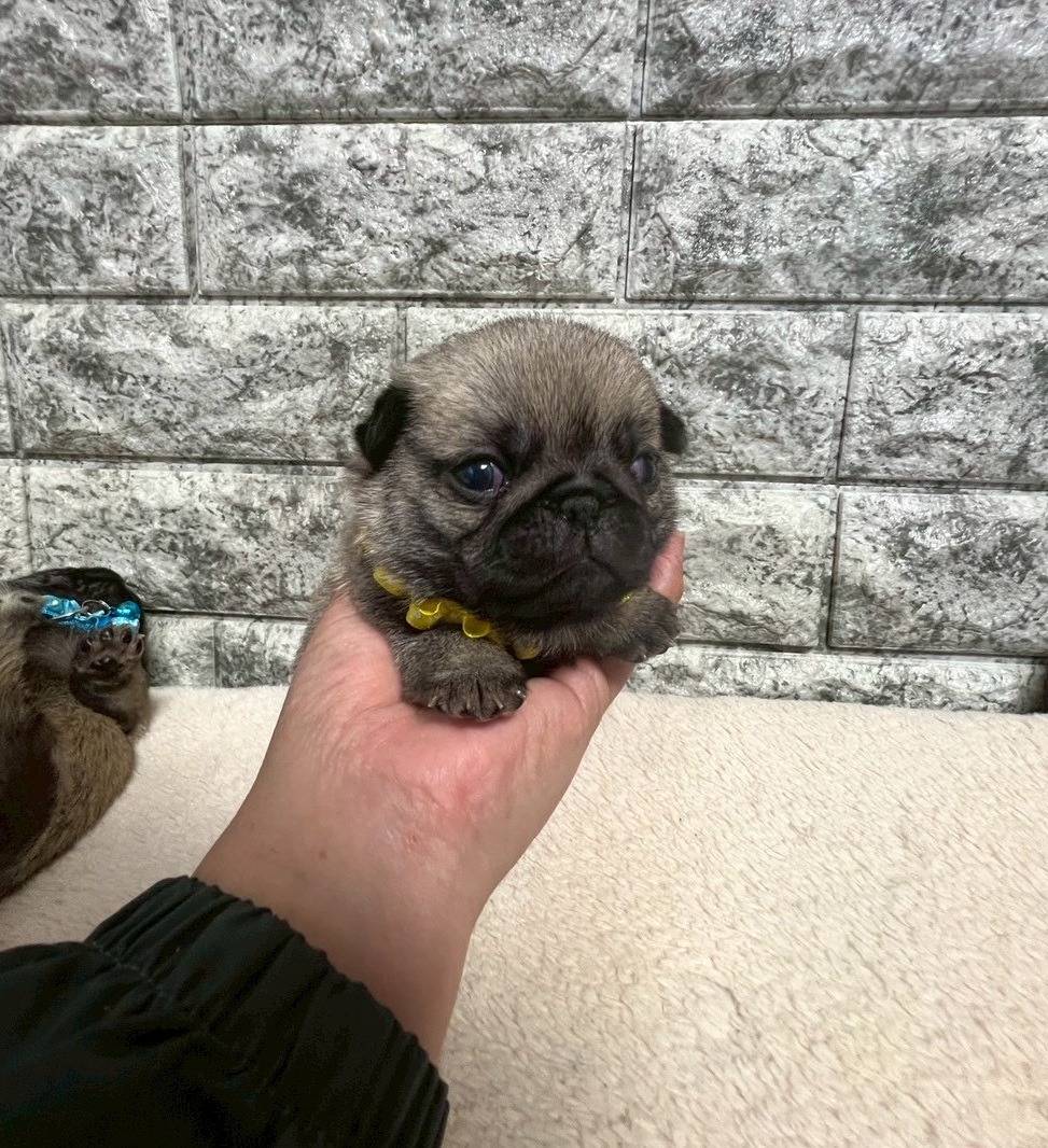 パグ　ご家族様が決まりました。