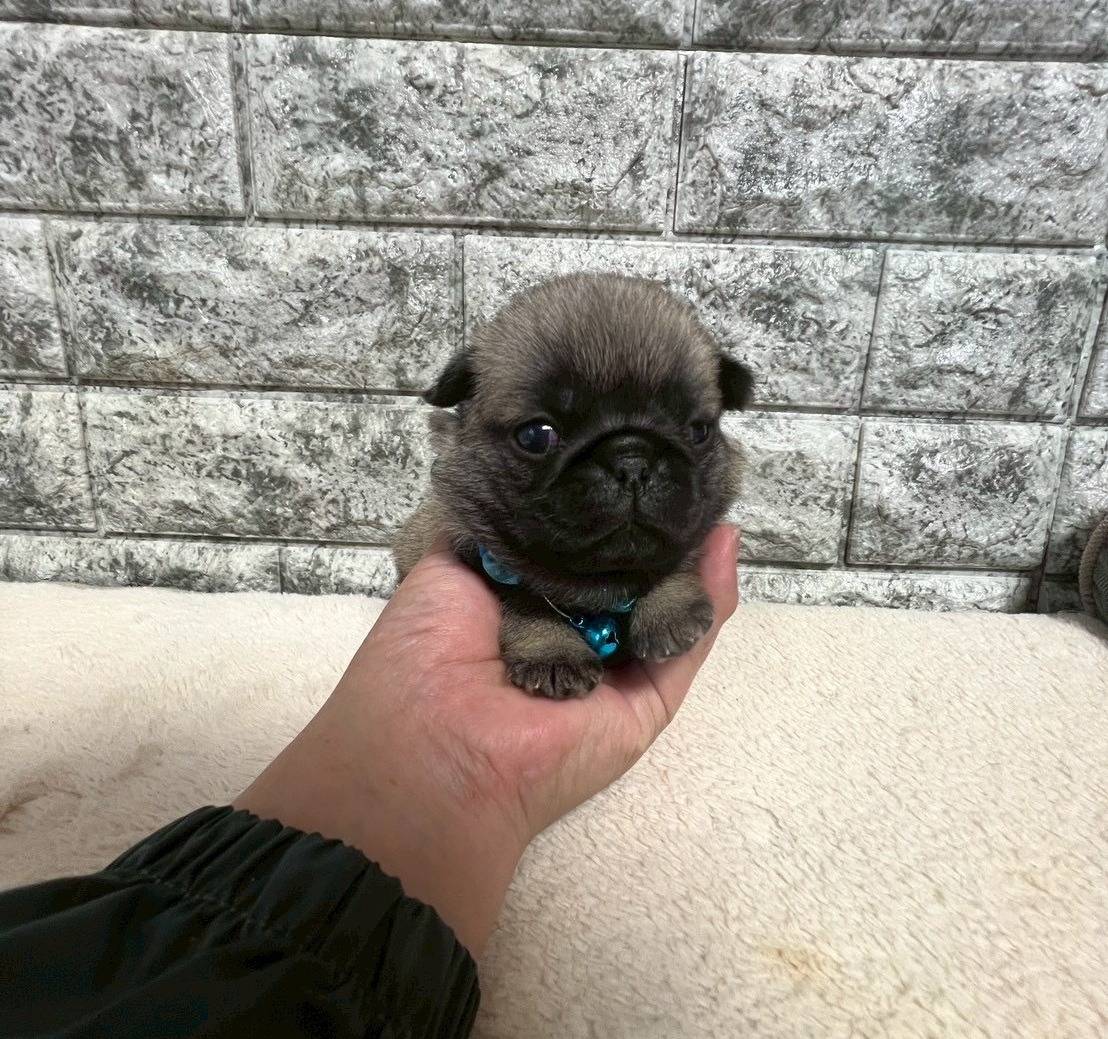 パグ　ご家族様が決まりました。