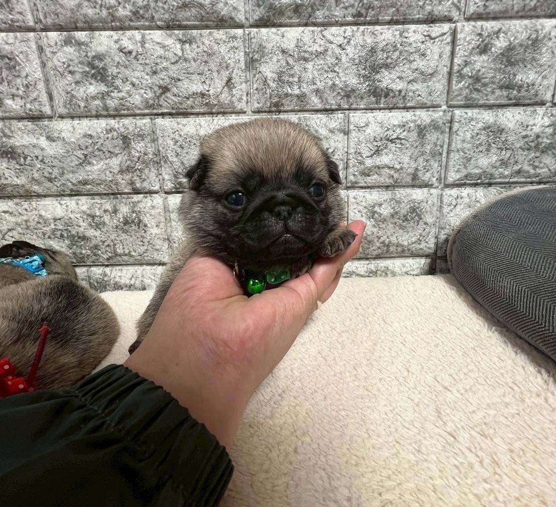 パグ　ご家族様が決まりました。