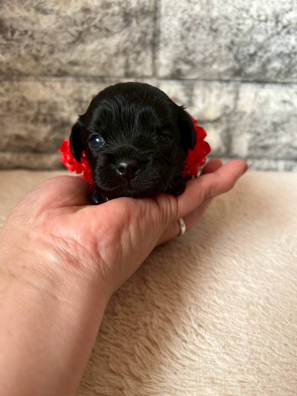 プーシーズー（トイプードル×シーズー）ご家族様が決まりました