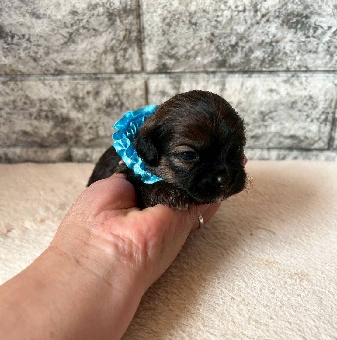 プーシーズー（トイプードル×シーズー）ご家族様が決まりました