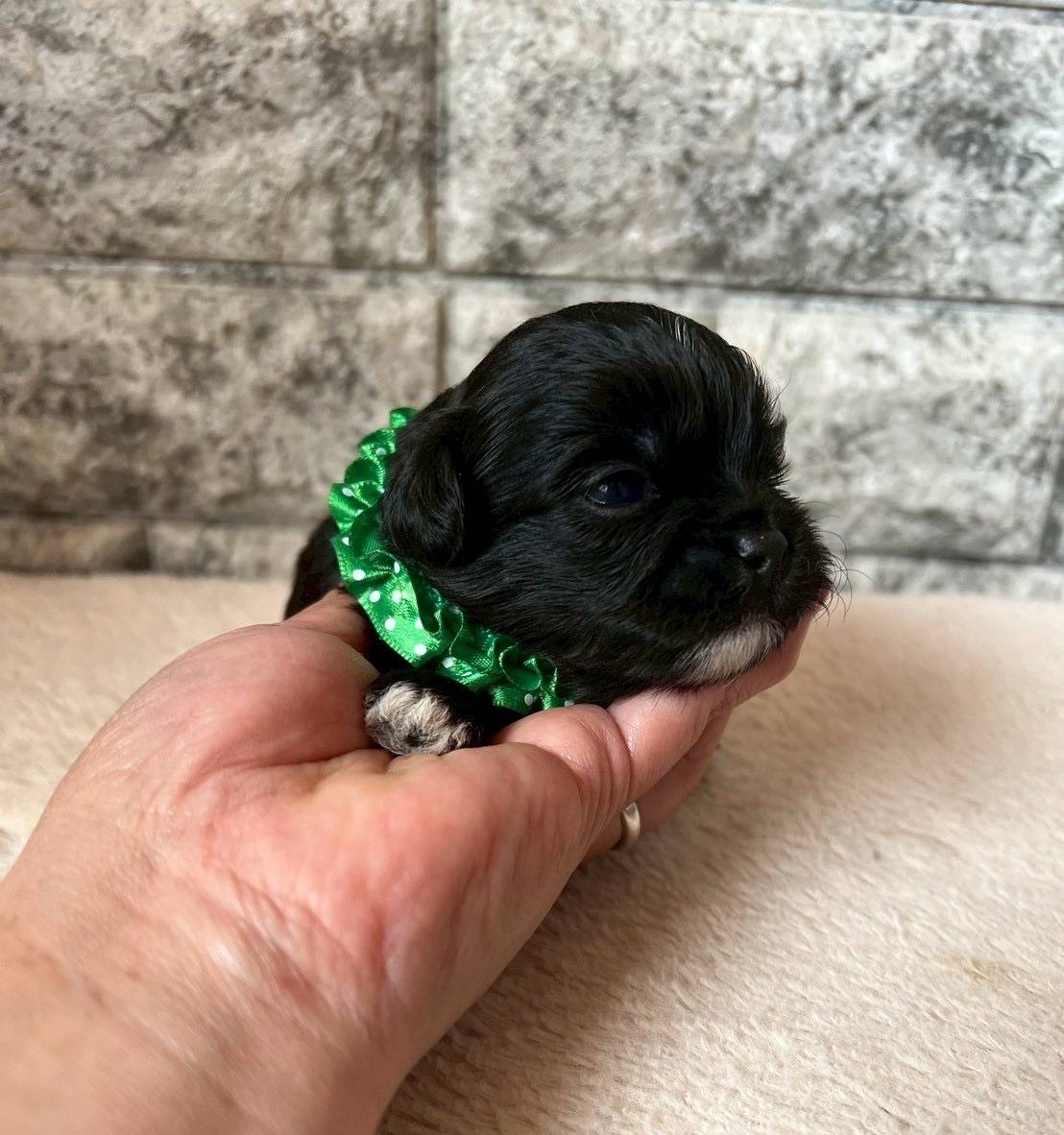 プーシーズー（トイプードル×シーズー）ご家族様が決まりました