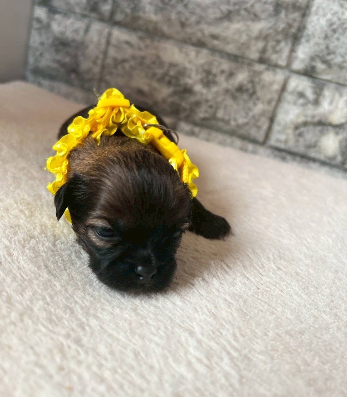 プーシーズー（トイプードル×シーズー）ご家族様が決まりました