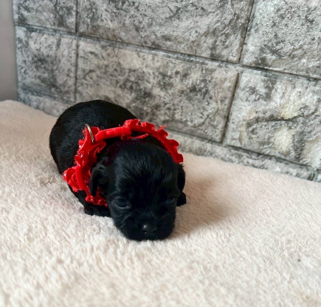 プーシーズー（トイプードル×シーズー）ご家族様が決まりました