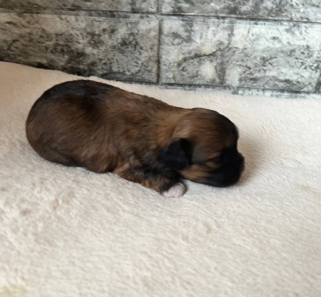 チワシーズー（チワワ×シーズー）ご家族様が決まりました