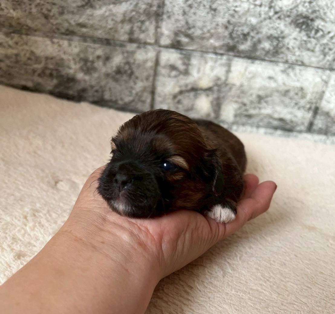 チワシーズー（チワワ×シーズー）ご家族様が決まりました