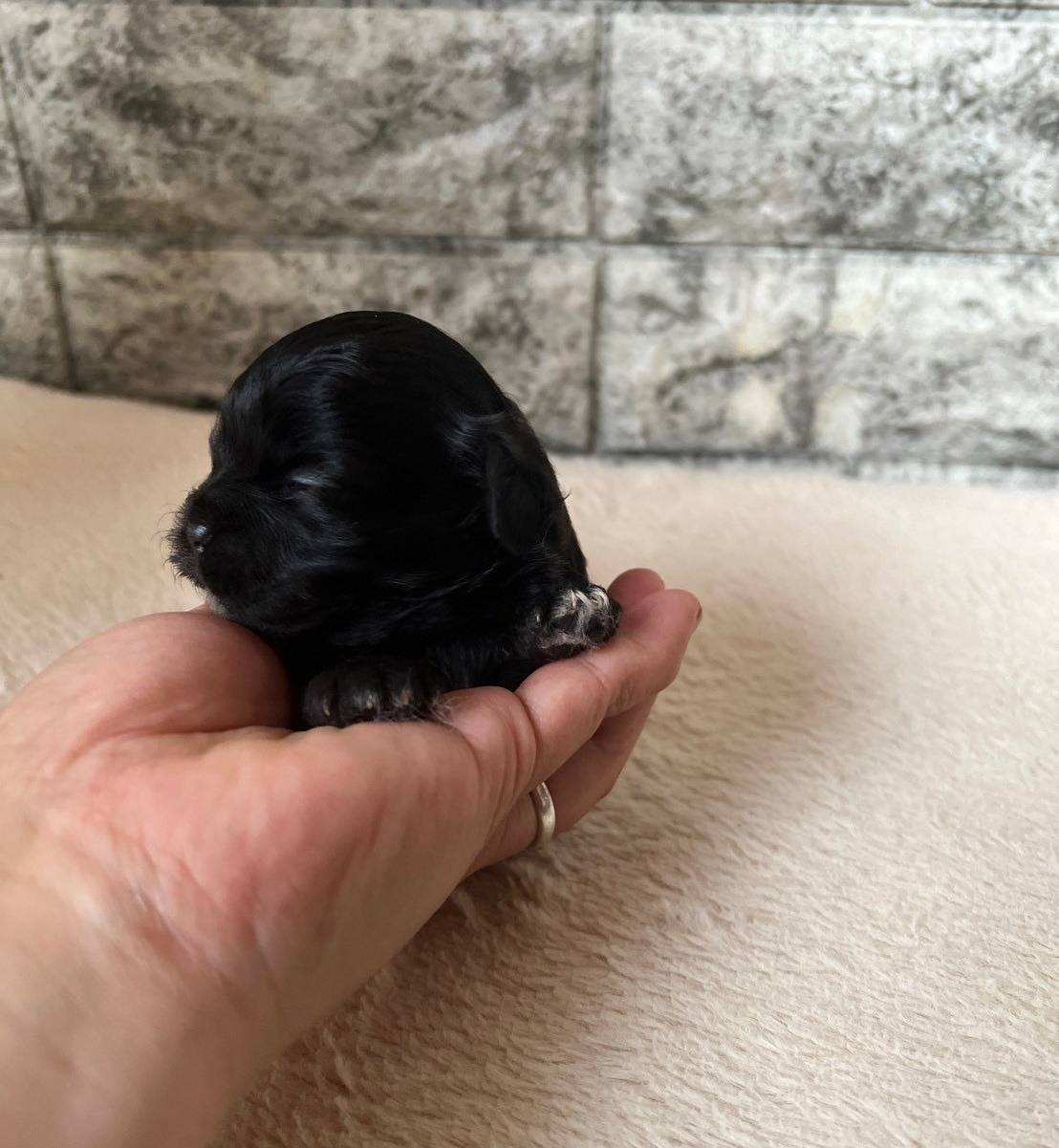 チワシーズー（チワワ×シーズー）ご家族様が決まりました