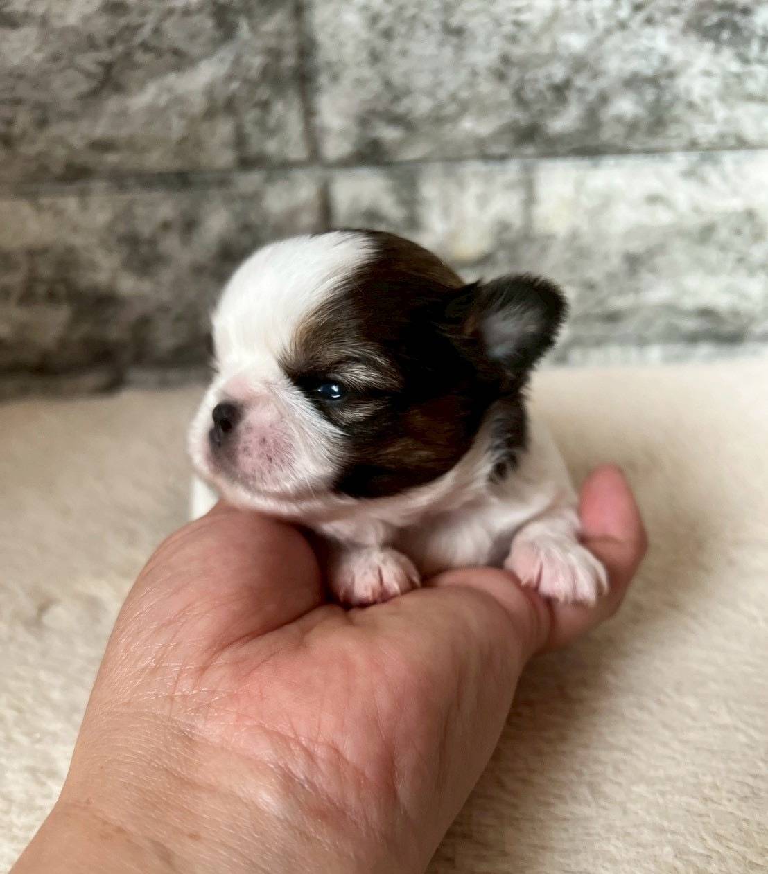 チワシーズー（チワワ×シーズー）ご家族様が決まりました