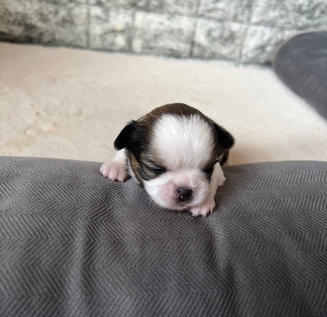 チワシーズー（チワワ×シーズー）ご家族様が決まりました