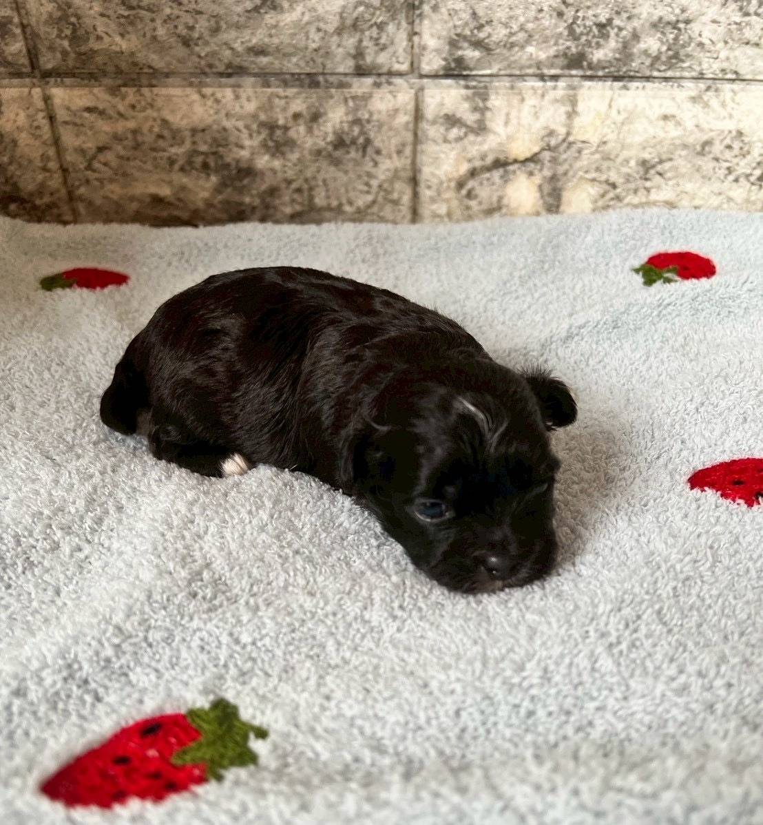 チワシーズー（チワワ×シーズー）ご家族様が決まりました