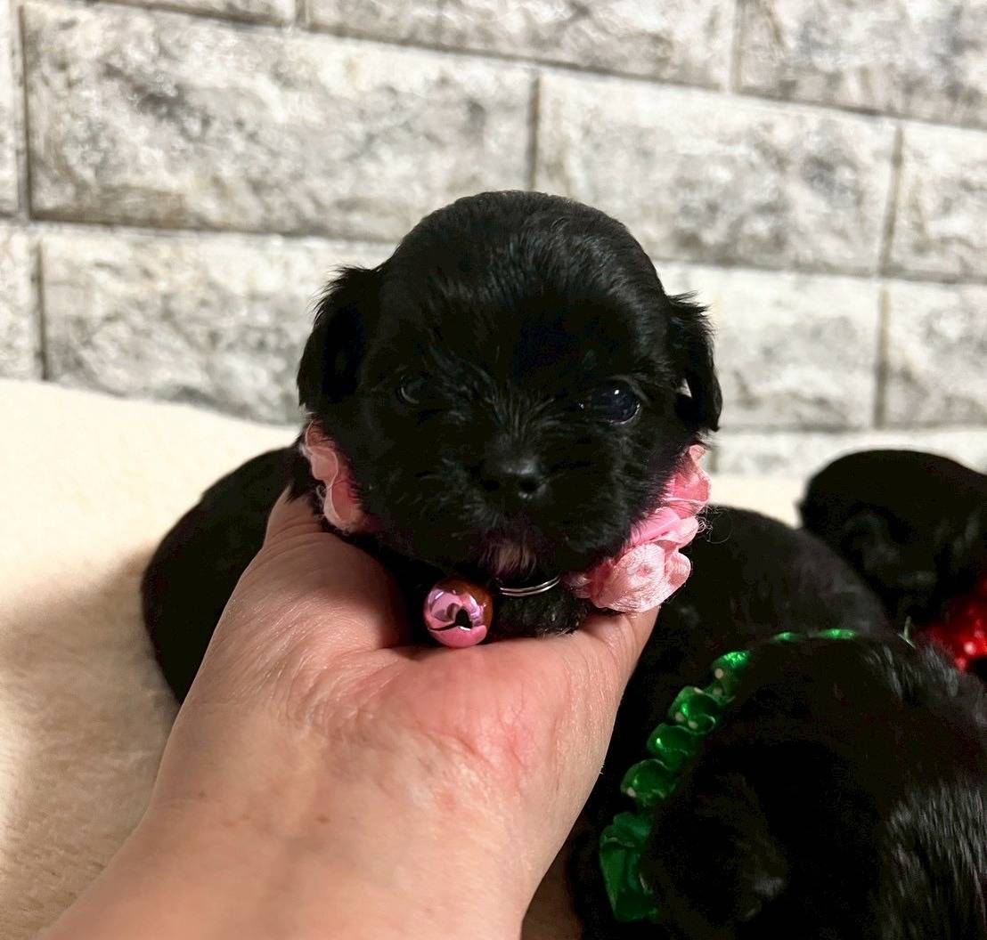 プーシーズー（トイプードル×シーズー）ご家族様が決まりました