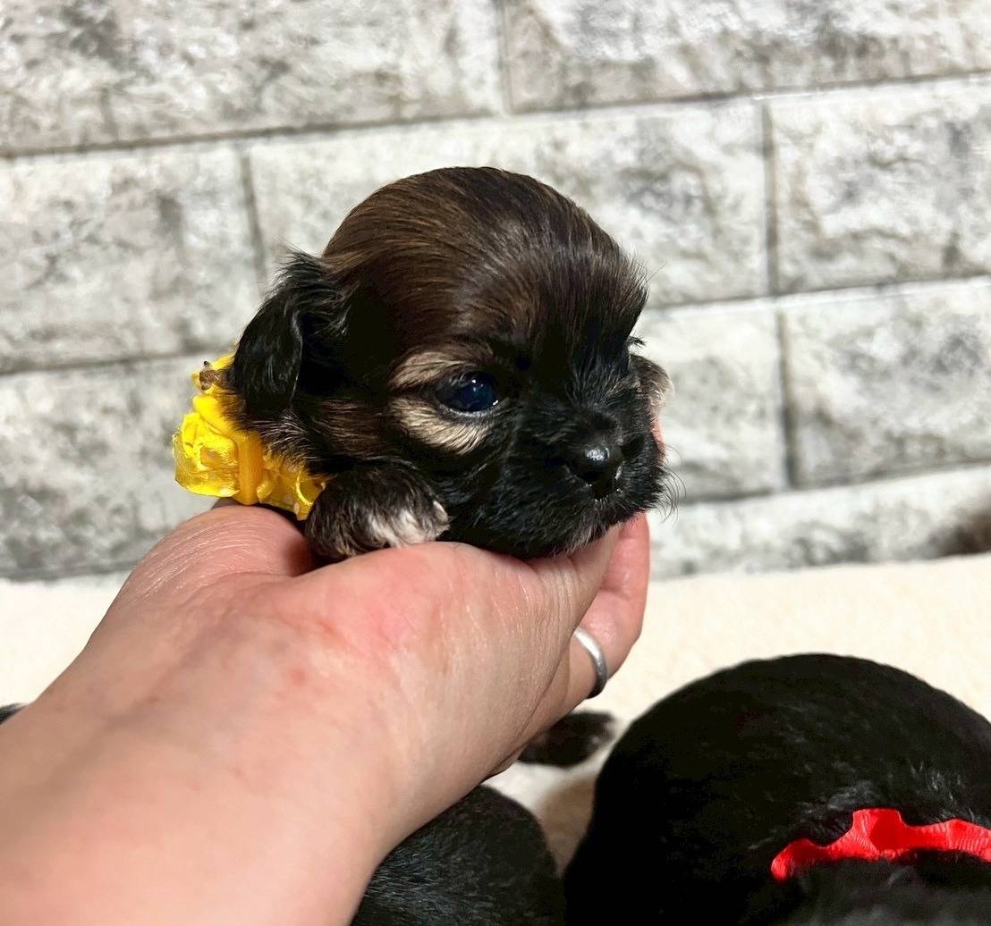 プーシーズー（トイプードル×シーズー）ご家族様が決まりました