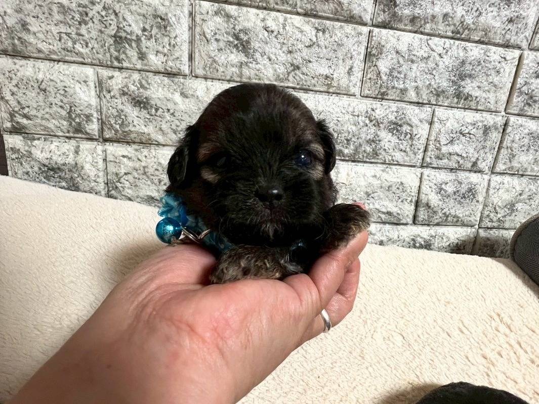 プーシーズー（トイプードル×シーズー）ご家族様が決まりました