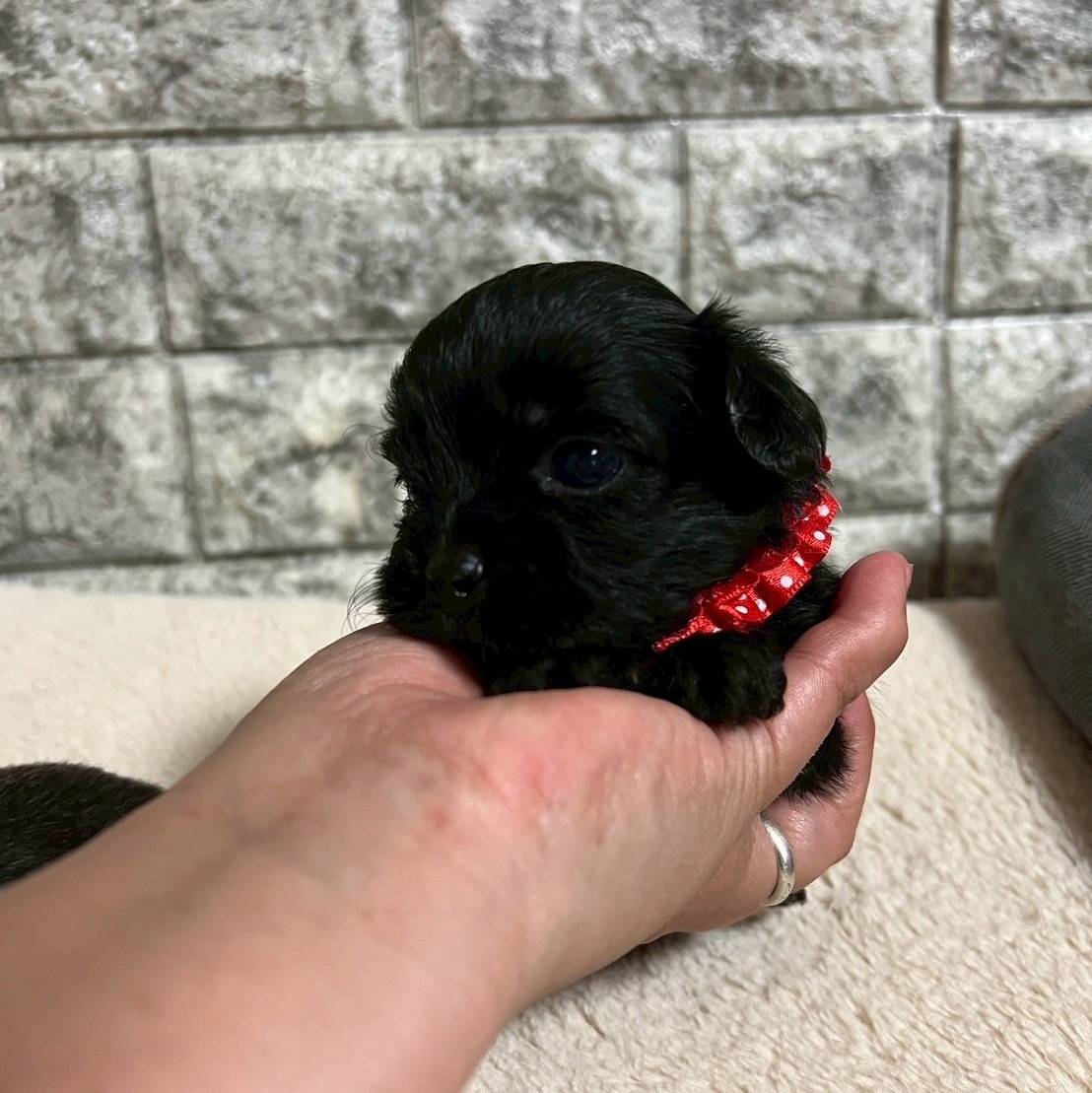 プーシーズー（トイプードル×シーズー）ご家族様が決まりました