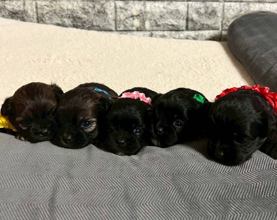 プーシーズー（トイプードル×シーズー）ご家族様が決まりました