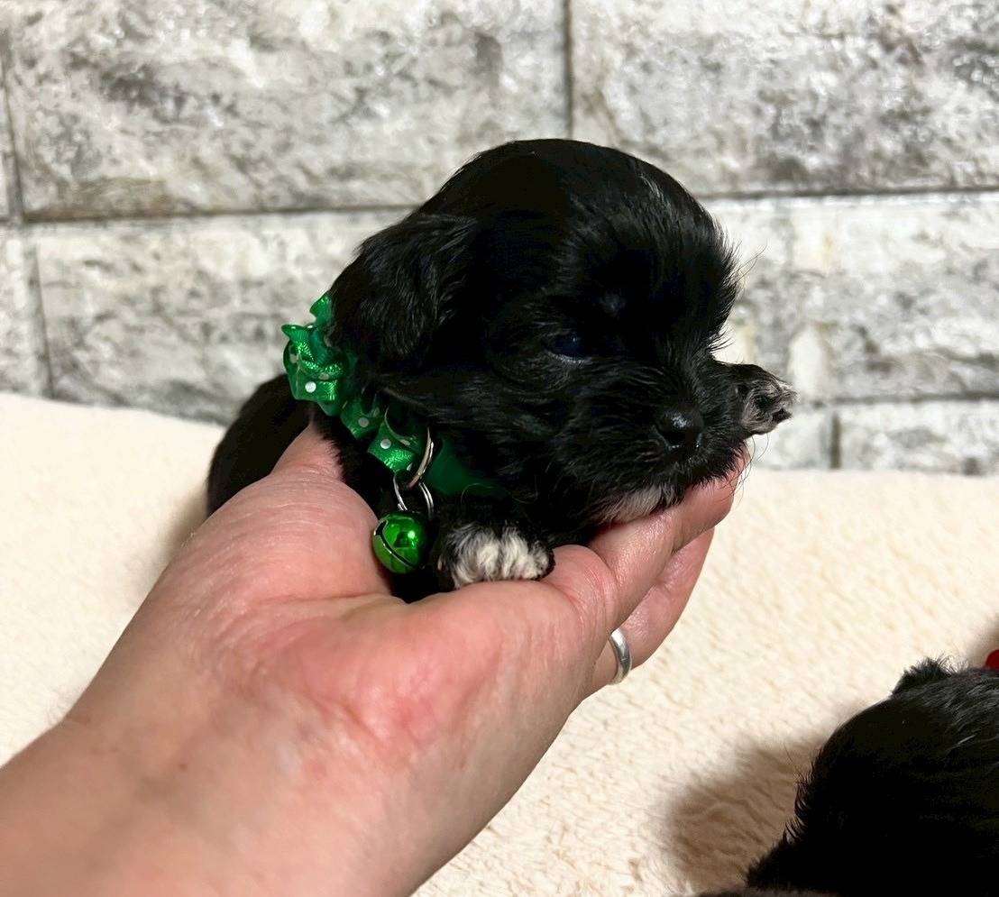 プーシーズー（トイプードル×シーズー）ご家族様が決まりました