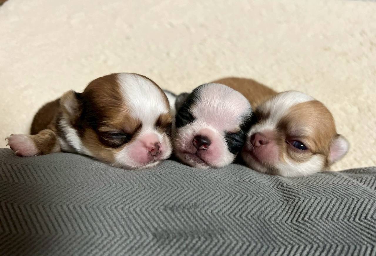 チワワ（ロングコート）ご家族さま決まりました。