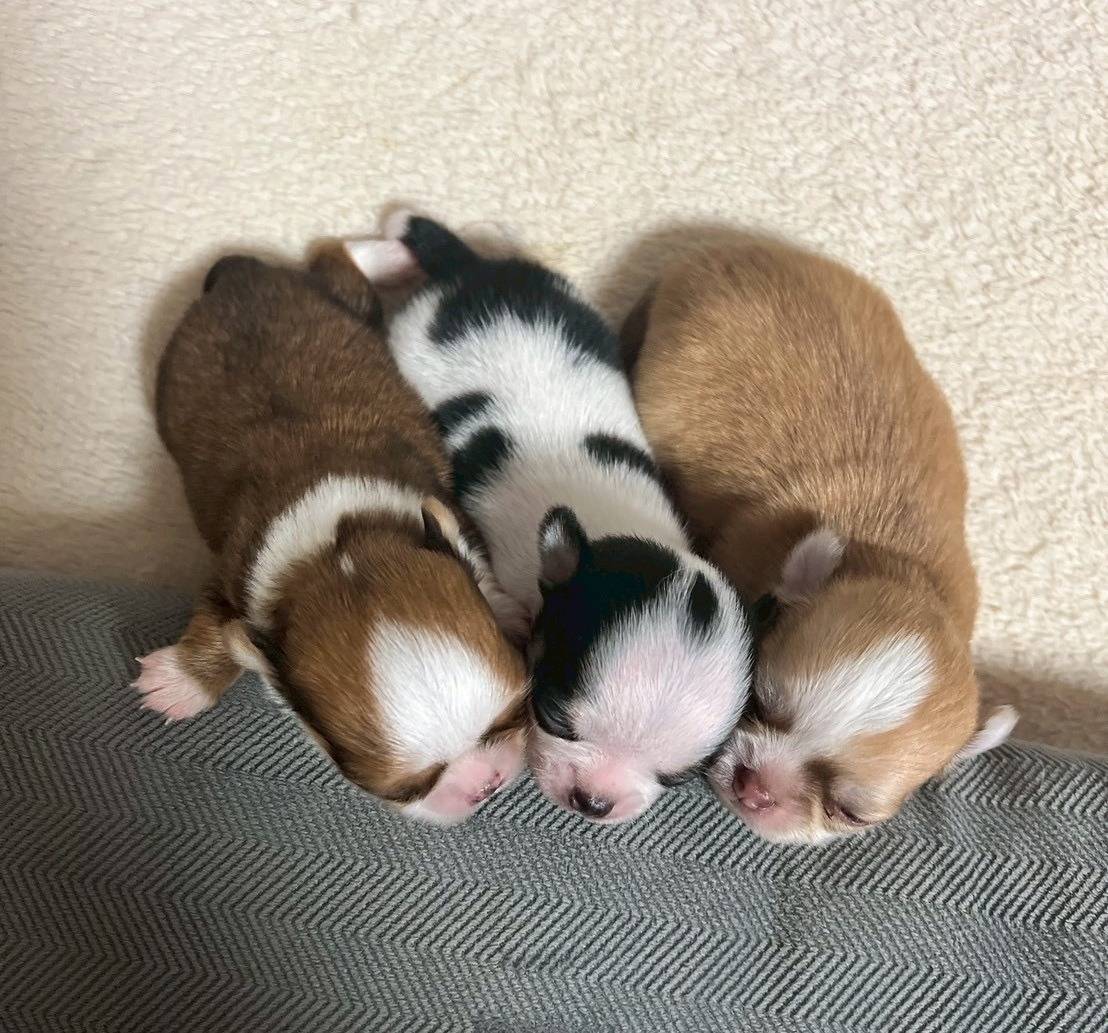 チワワ（スムース）ご家族様決まりました。