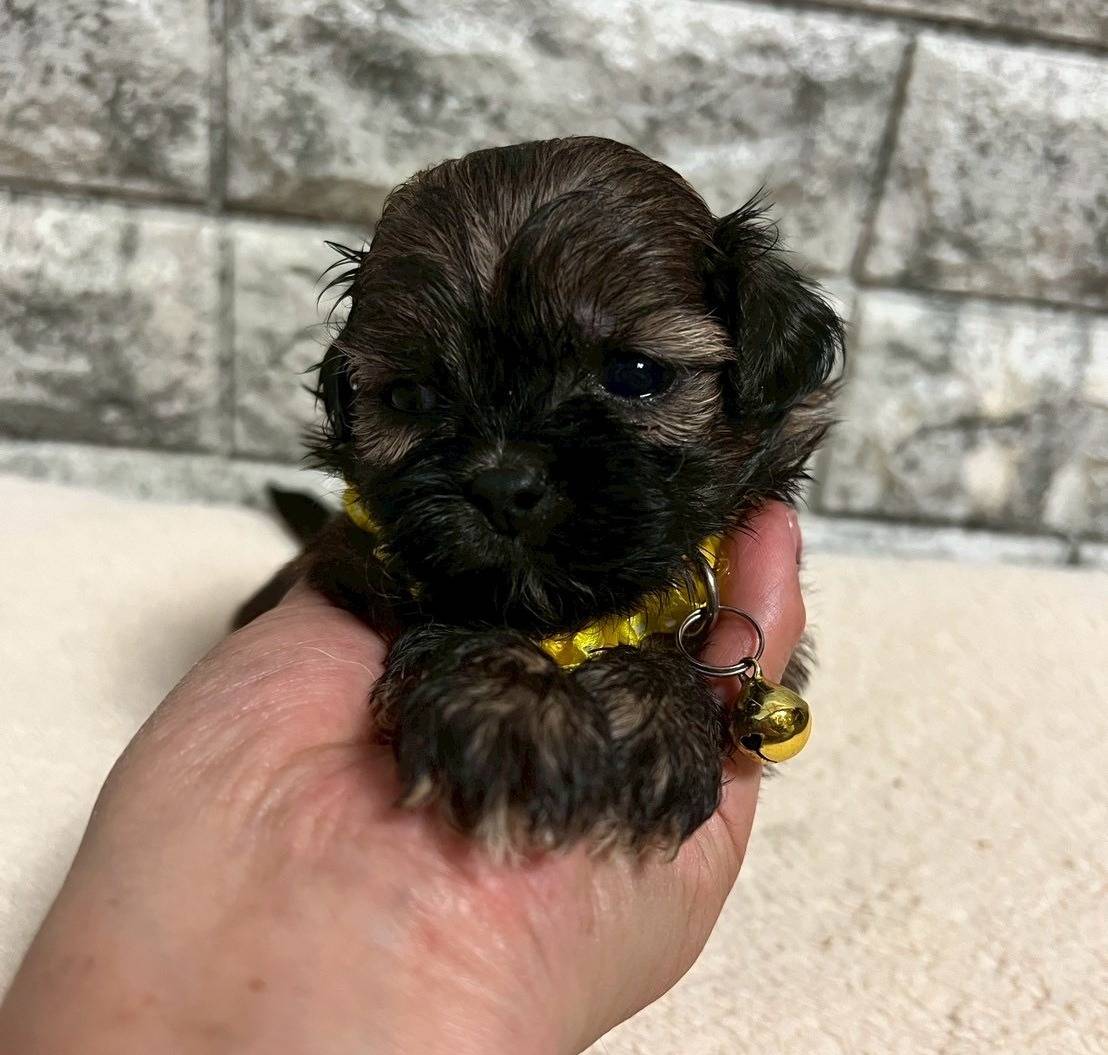 プーシーズー（トイプードル×シーズー）ご家族様が決まりました