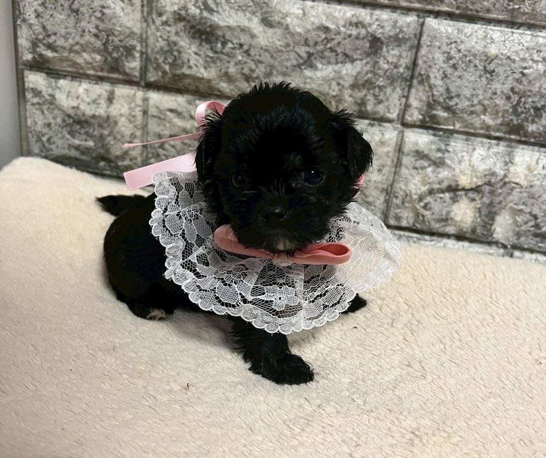 プーシーズー（トイプードル×シーズー）ご家族様が決まりました