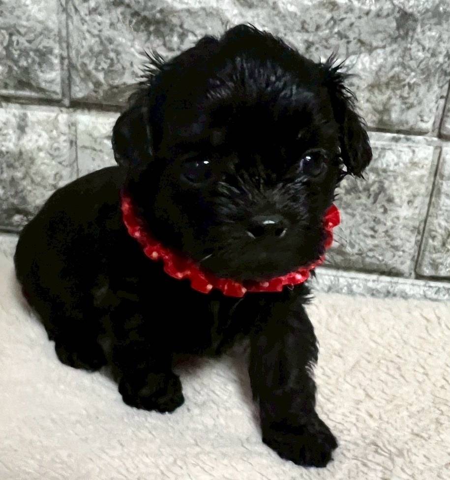 プーシーズー（トイプードル×シーズー）ご家族様が決まりました