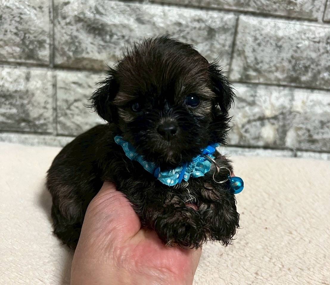 プーシーズー（トイプードル×シーズー）ご家族様が決まりました