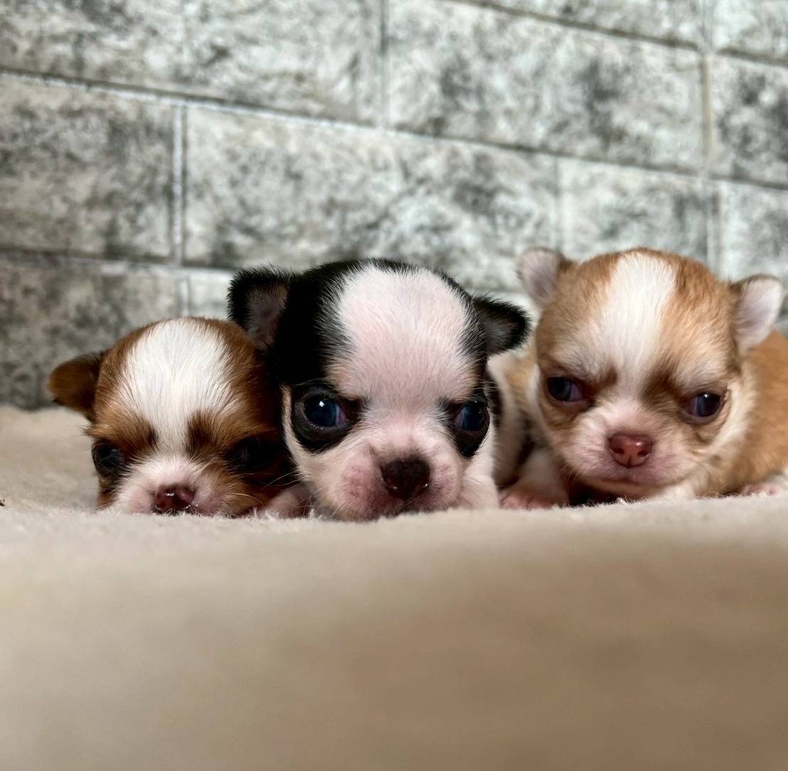 チワワ（スムース）ご家族様決まりました。