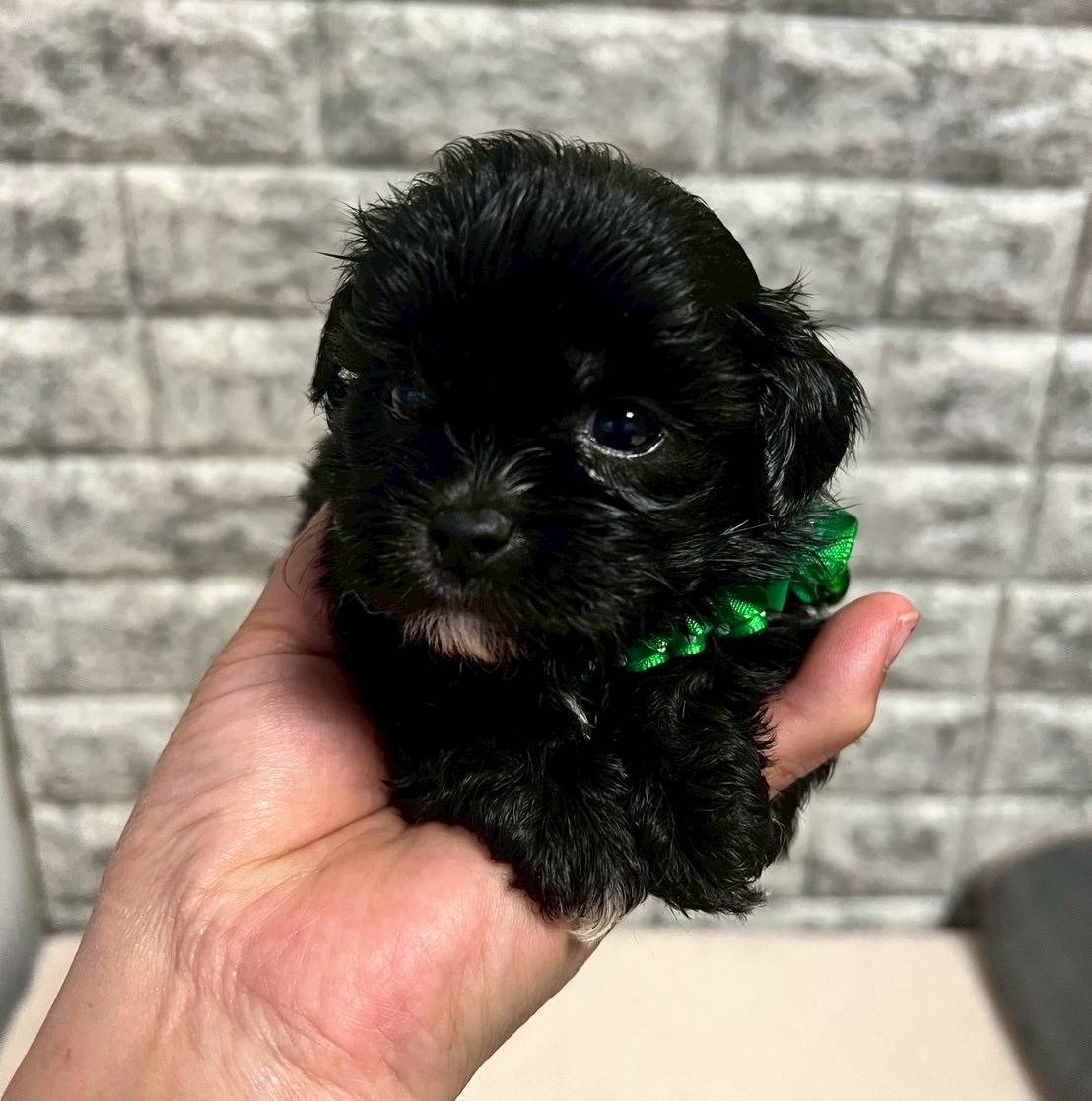 プーシーズー（トイプードル×シーズー）ご家族様が決まりました