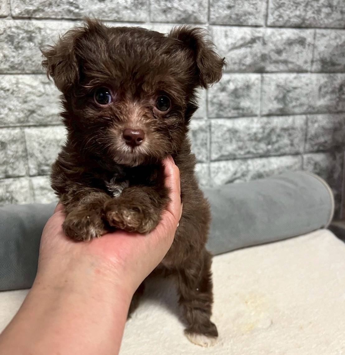 チワプー（チワワ×トイプードル）ご家族様決まりました。