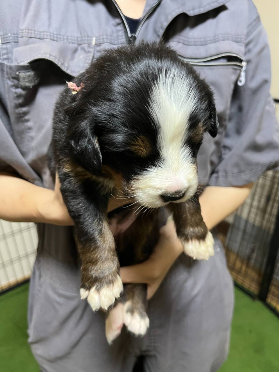 バーニーズマウンテンドッグ　ご家族様が決まりました