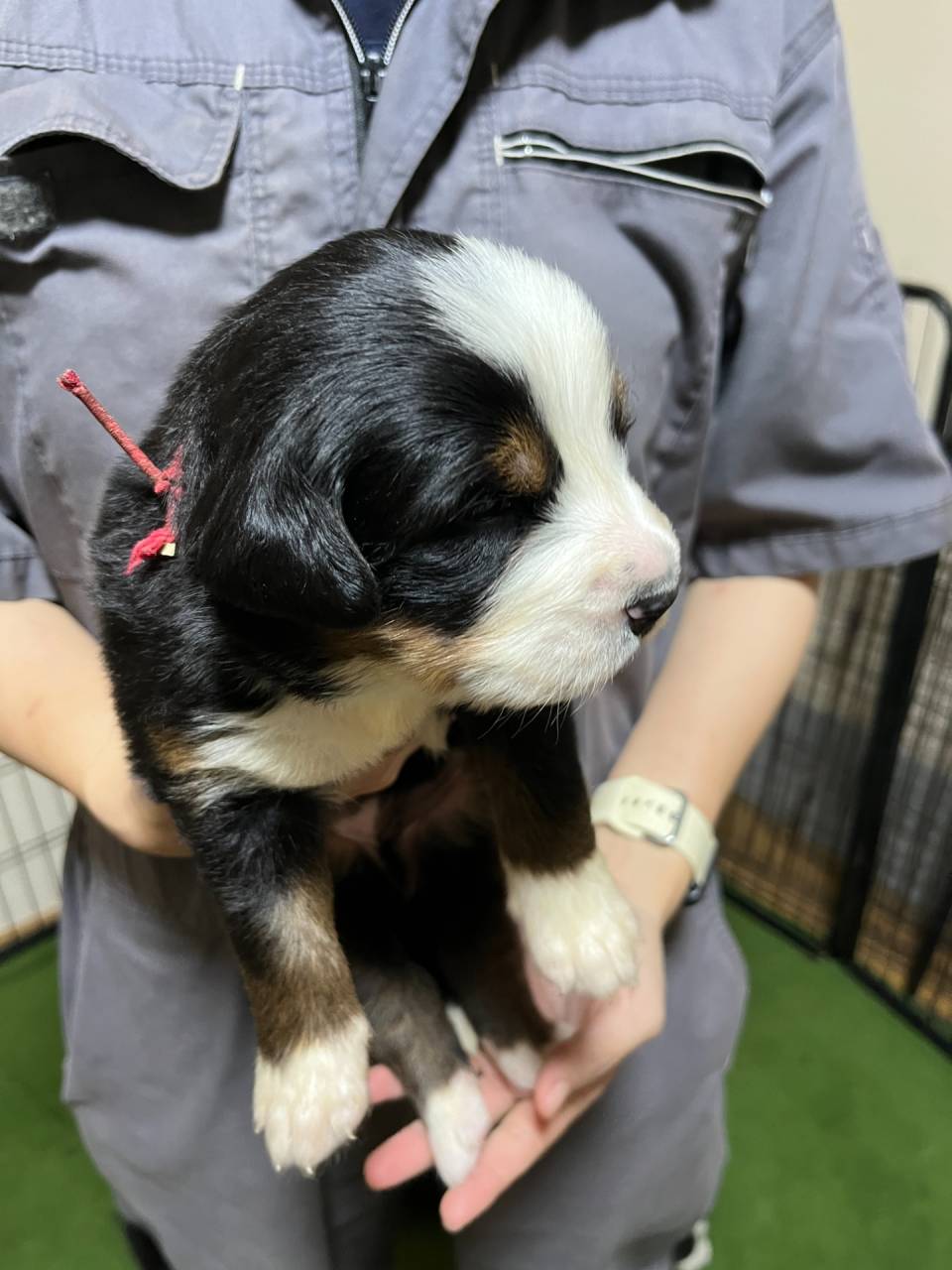 バーニーズマウンテンドッグ　ご家族様が決まりました